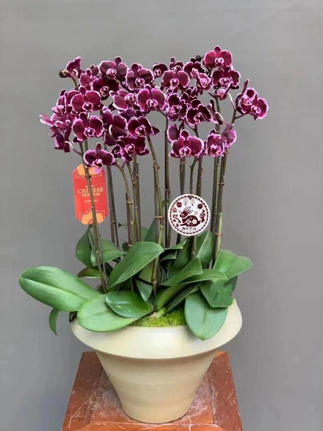 新中式年宵花要火了吗？大批美图来袭，看看哪个是爆款？-3.jpg