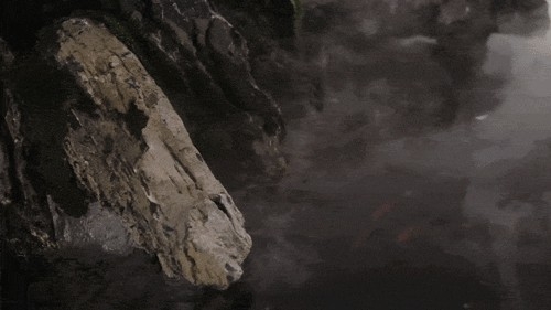 d11.jpg